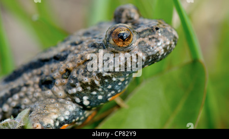 The Fire-bellied Toad - Bombina in the natural environment. Stock Photo
