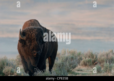 A bison bull (Bison bison) in the Hayden Valley, Yellowstone National Park Stock Photo