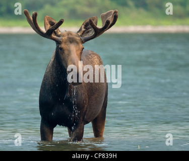 Bull Moose (Alces alces), Glacier National Park, Montana Stock Photo