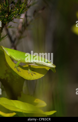 Green or Carolina Anole Lizard Anolis carolinensis sitting on top of Yellow-topped Pitcher Plant Sarracenia flava Florida USA Stock Photo
