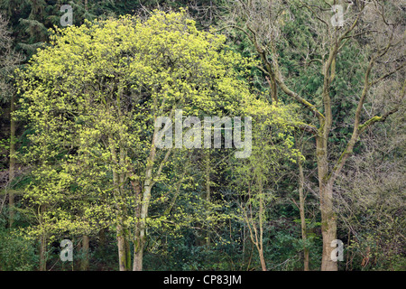 Close up of tree branches in Nidderdale during spring Stock Photo