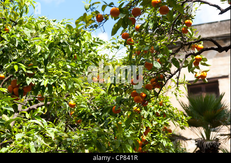 Sicily, South of Italy - Orange tree Stock Photo