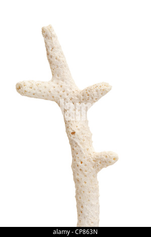 A studio shot of a coral isolated on white background Stock Photo