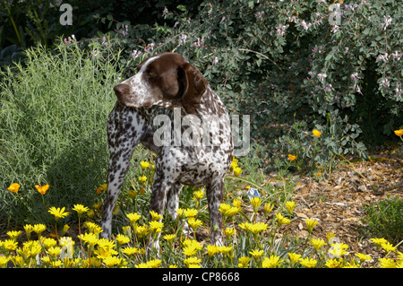 German Shorthaired Pointer standing by flowers Stock Photo