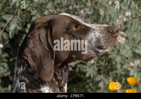 German Shorthaired Pointer-head shot Stock Photo