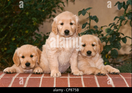 Three Golden retriever puppies on brick ledge Stock Photo