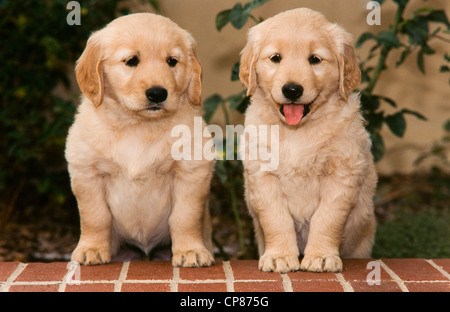 Two Golden retriever puppies on brick ledge Stock Photo