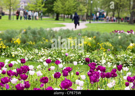 Spring flowers in Christ's Pieces, Cambridge, England. Stock Photo