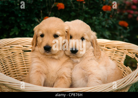 Two Golden retriever puppies in basket Stock Photo