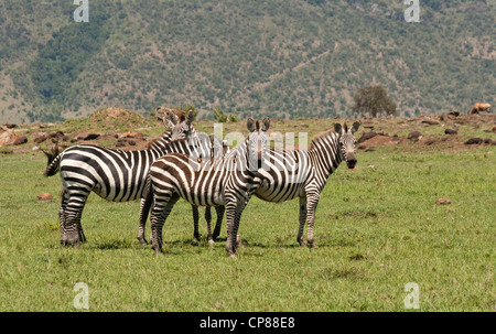 Five Common Zebra (Burchell's Zebra, Plains Zebra) standing on the Masai Mara National Reserve, Kenya, East Africa. Stock Photo