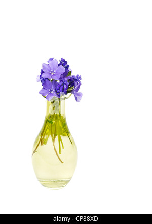 Small Purple flowers in bloom in yellow glass vase on white background Stock Photo