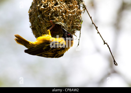 Black Headed Weaver (Ploceus cucullatus) building a nest, Ishasha River, Queen Elizabeth National Park, Uganda. Stock Photo