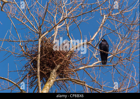 A pair of Rook birds ( Corvus frugilegus ) at their nest in the Uk Stock Photo