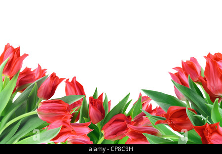 Collage postcard background from blossoming red spring tulips. Isolated on white. Stock Photo