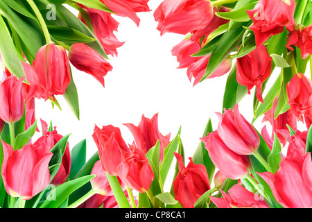 Collage postcard from blossoming pink spring tulips. Isolated on white. Stock Photo