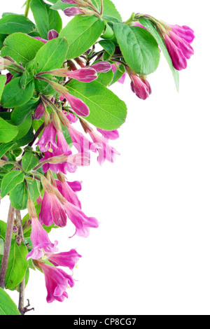Branch of a bush "Weigela" blossoming by spring postcard. Isolated on white. Stock Photo