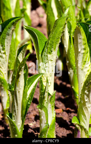 spring morning flowers burgeons with rain drops Stock Photo