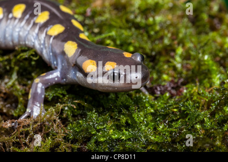 Spotted salamander, Ambystoma maculatum, North America Stock Photo