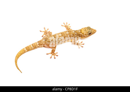 Marbled gecko, Gekko grossmanni, Asia Stock Photo