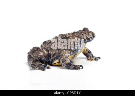 Yellow-bellied toad, Bombina variegata, Europe Stock Photo