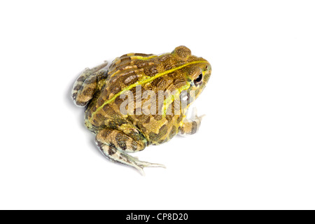 African bullfrog, Pyxicephalus adspersus Stock Photo