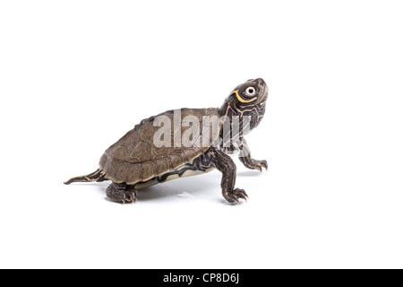 Mississippi map turtle, Graptemys pseudogeographica kohnii, hatchling Stock Photo
