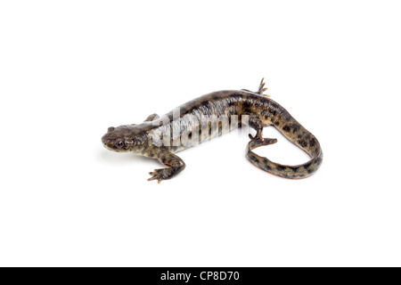 sharp ribbed newt, pleurodeles waltl in spain Stock Photo - Alamy