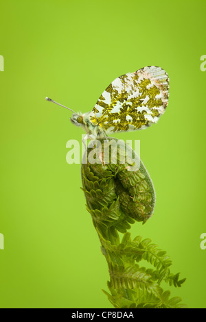 Orange-tip butterfly, male, Anthocharis cardamines, Yorkshire, May Stock Photo