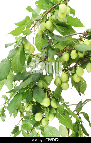 Texture of wild green plums. Isolated on white. Stock Photo