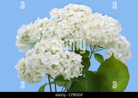 Isolated on cyan flowers of a garden white hydrangea Stock Photo