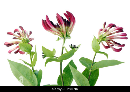 Isolated on white decorative Honeysuckle flowers background Stock Photo