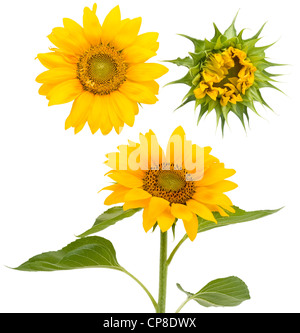 Set of sunflowers in different stages of maturing. Isolated on white. Stock Photo