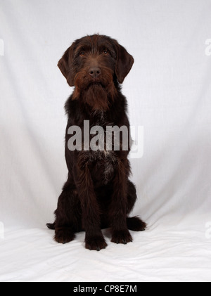 Studio Dog Portrait Stock Photo