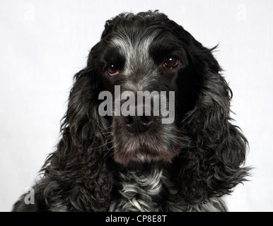 Studio Dog Portrait Stock Photo