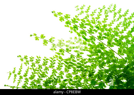 Fern green leaves isolated on white macro postcard Stock Photo