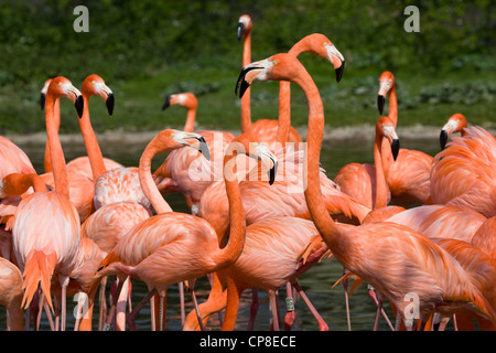 Flamingos Slimbridge