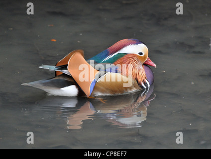 Mandarin Duck at the Isabella Plantation in Richmond Park, United Kingdom Stock Photo