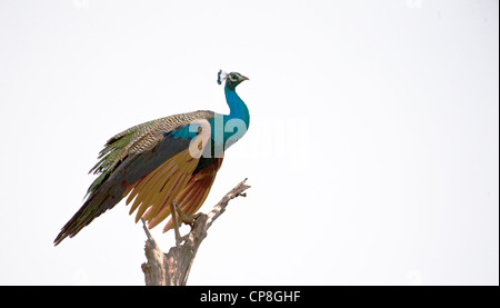 Peacock perching on a tree branch in Yala National park Sir Lanka against a blank sky Stock Photo