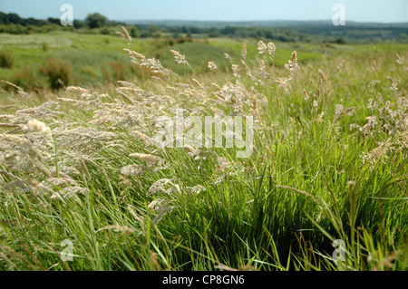 Sussex countryside on a sunny day. Stock Photo