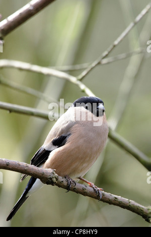 A female Bullfinch (Pyrrhula pyrrhula) perching openly on a tree branch. Stock Photo