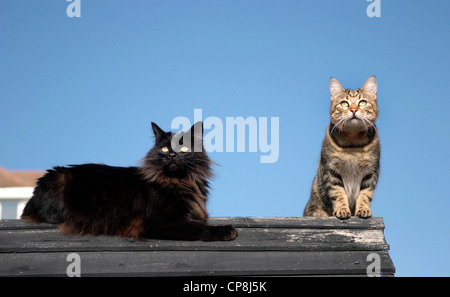 Cats  one black and one tabby sitting on a fence in the sun UK Stock Photo