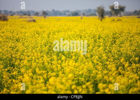 Fields of mustard plant, Punjab Province, Pakistan Stock Photo