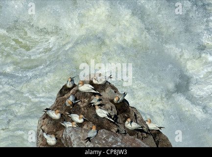 Violent seas thrash the coast beneath Nesting Gannets, Sula Bassana Troup Head Scotland  SCO 8191 Stock Photo