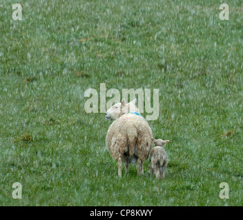 Sheep with lamb in Spring snow storm.  SCO 8203 Stock Photo