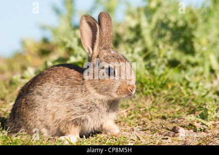 A baby rabbit (Oryctolagus cuniculus) basking in the spring sunshine on farmland near Dungeness, Kent. May. Stock Photo