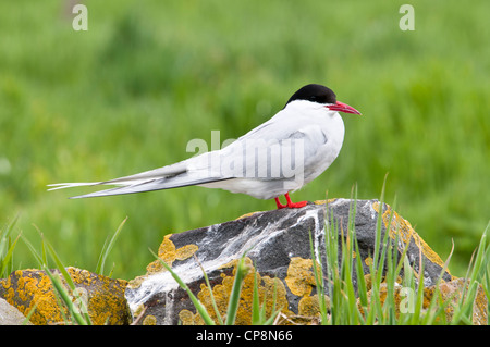An arctic tern (Sterna paradisaea) perched on a lichen encrusted rock on Inner Farne, Northumberland. June.