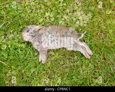 A dead baby rabbit lying on grass wet with heavy rain Stock Photo