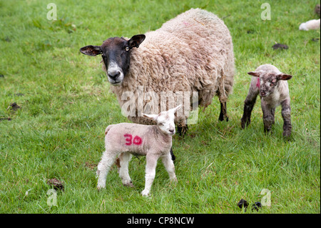 Sheep and Spring lambs grazing in Staffordshire, UK Stock Photo