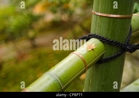Typical green japanese bamboo fence with maple leave in autumn Stock Photo