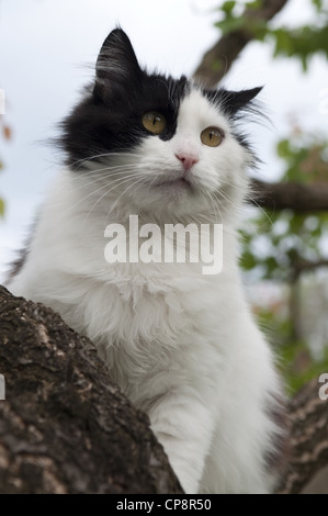 portrait of black and white cat in a tree Stock Photo